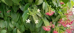 Combretum indicum