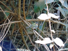 Poecilotriccus plumbeiceps