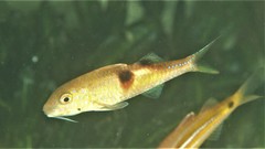 Parupeneus pleurostigma