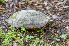 Pseudemys concinna concinna