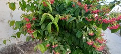 Combretum indicum