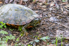 Pseudemys concinna concinna