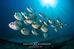 Threadfin Pearl-Perch photo 3