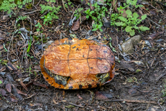 Pseudemys concinna concinna