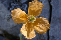 Papaver rupifragum