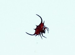 Gasteracantha falcicornis