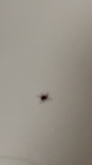 Amblyomma americanum