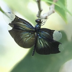 Rhyothemis plutonia