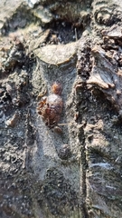 Parthenolecanium corni