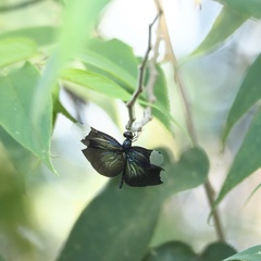 Rhyothemis plutonia