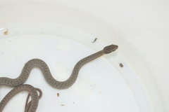 Philodryas nattereri