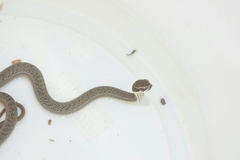 Philodryas nattereri