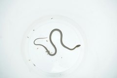 Philodryas nattereri