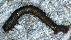 Pholodes sinistraria