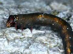 Pholodes sinistraria