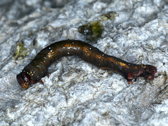 Pholodes sinistraria