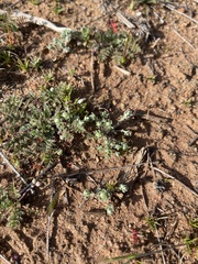 Psilocarphus tenellus