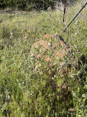 Phacelia cicutaria hispida