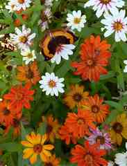 Precis tugela tugela