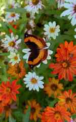 Precis tugela tugela