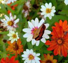 Precis tugela tugela