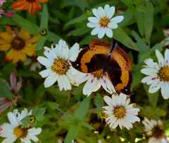 Precis tugela tugela