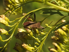 Leptoglossus concaviusculus
