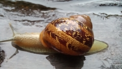 Cornu aspersum