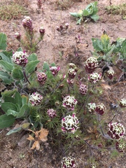 Castilleja exserta latifolia