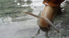 Cornu aspersum