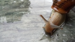 Cornu aspersum