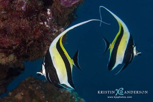 Moorish Idol