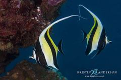 Moorish Idol photo 5