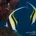 Moorish Idol - Photo (c) Kristin Anderson, some rights reserved (CC BY-NC)