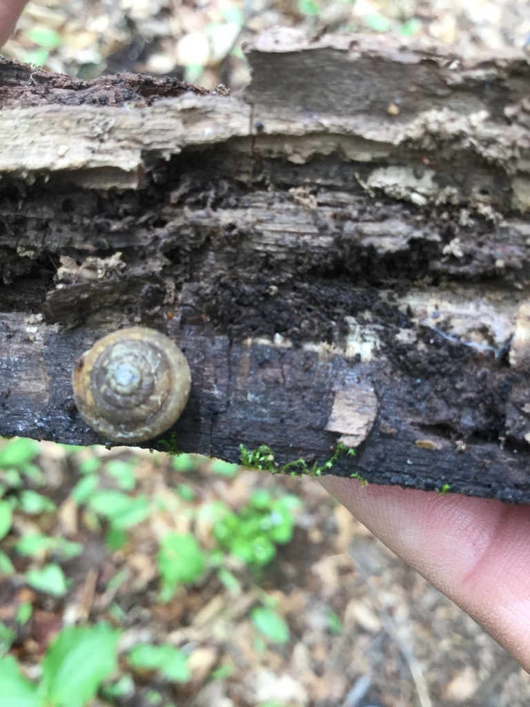 upland pillsnail