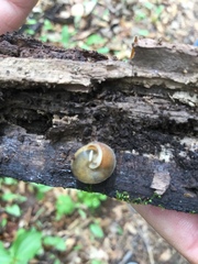 Euchemotrema fraternum