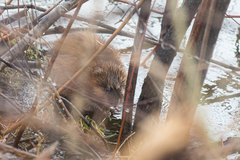 Ondatra zibethicus zibethicus