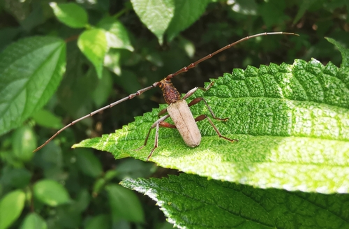 Dymasius aureofulvescens