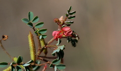 Indigofera adenoides