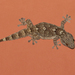 Ringed Wall Gecko - Photo (c) Paul Cools, some rights reserved (CC BY-NC), uploaded by Paul Cools