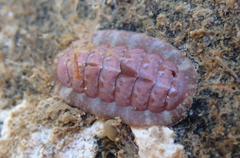 Boreochiton ruber