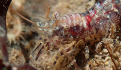 Eualus pusiolus