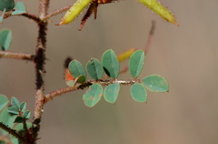 Indigofera adenoides