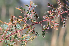 Indigofera adenoides