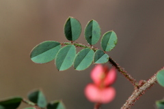 Indigofera adenoides