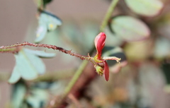 Indigofera adenoides