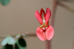 Indigofera adenoides