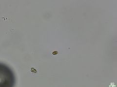Cryptista
