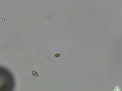 Cryptista