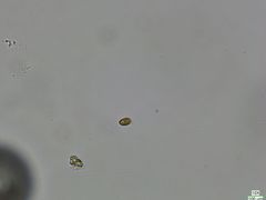 Cryptista